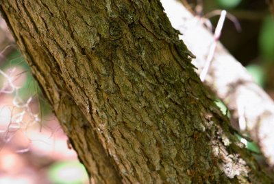 Cotinus coggygria - ruj vlasatá - kůra